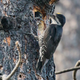 A Black-backed Woodpecker visits its nest in a burned tree trunk.